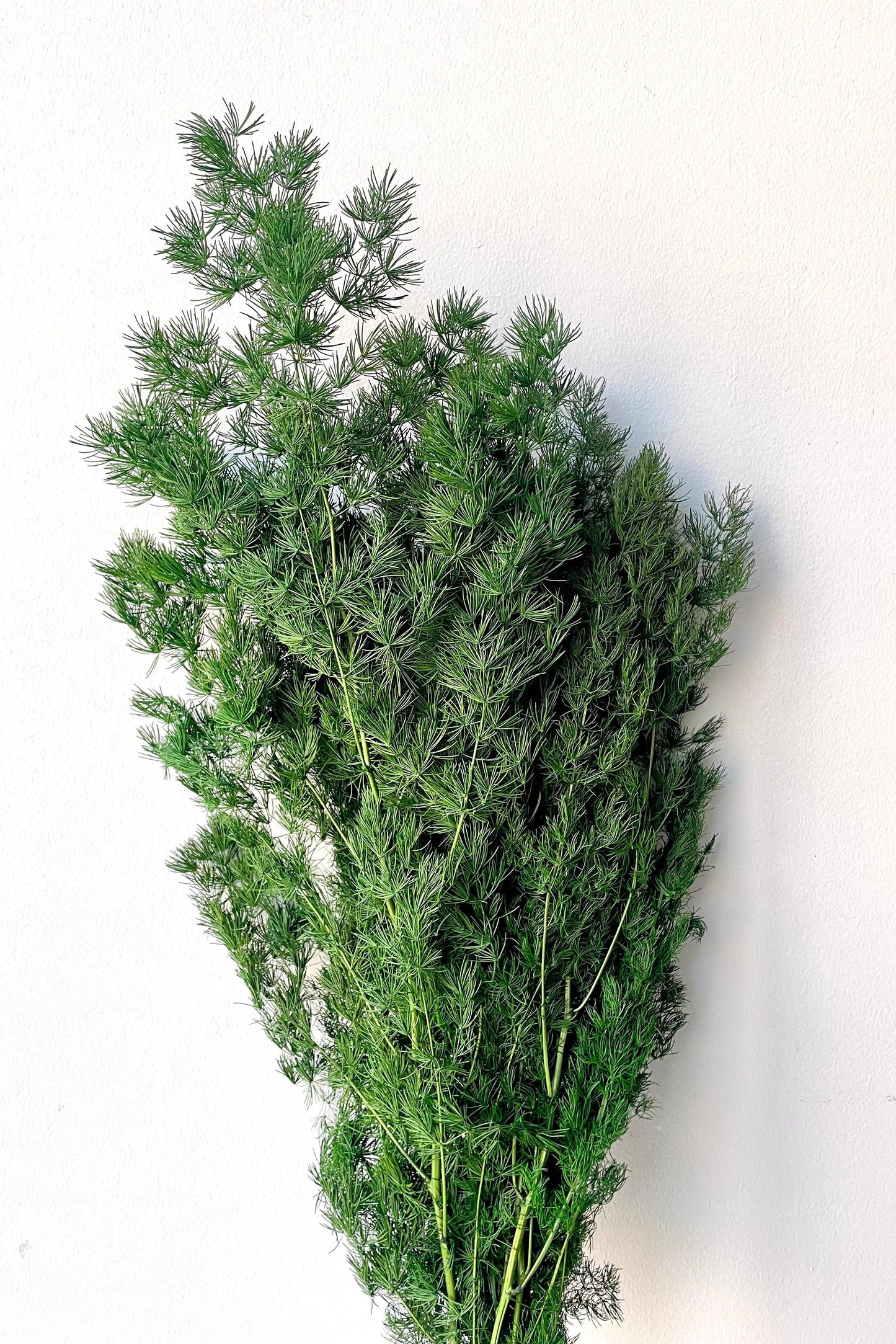 Fern, Asparagus Macowanii (ming Fern) - View 18 from www redcrocus com