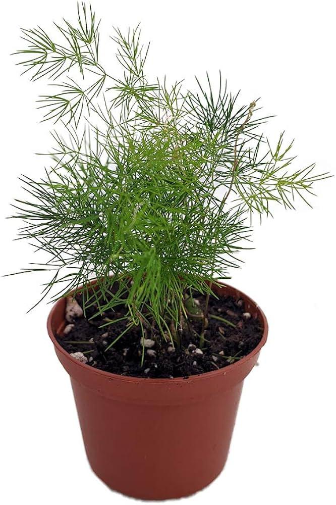 Fern, Asparagus Macowanii (ming Fern) - View 19 from www redcrocus com