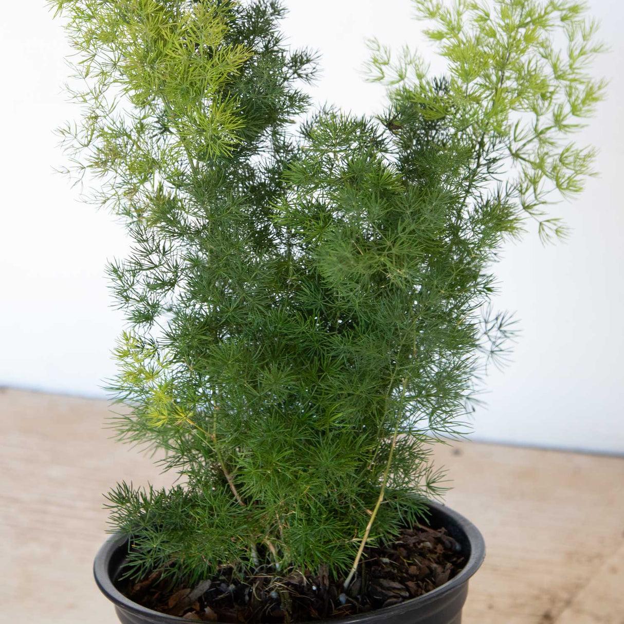 Fern, Asparagus Macowanii (ming Fern) - View 1 from www redcrocus com