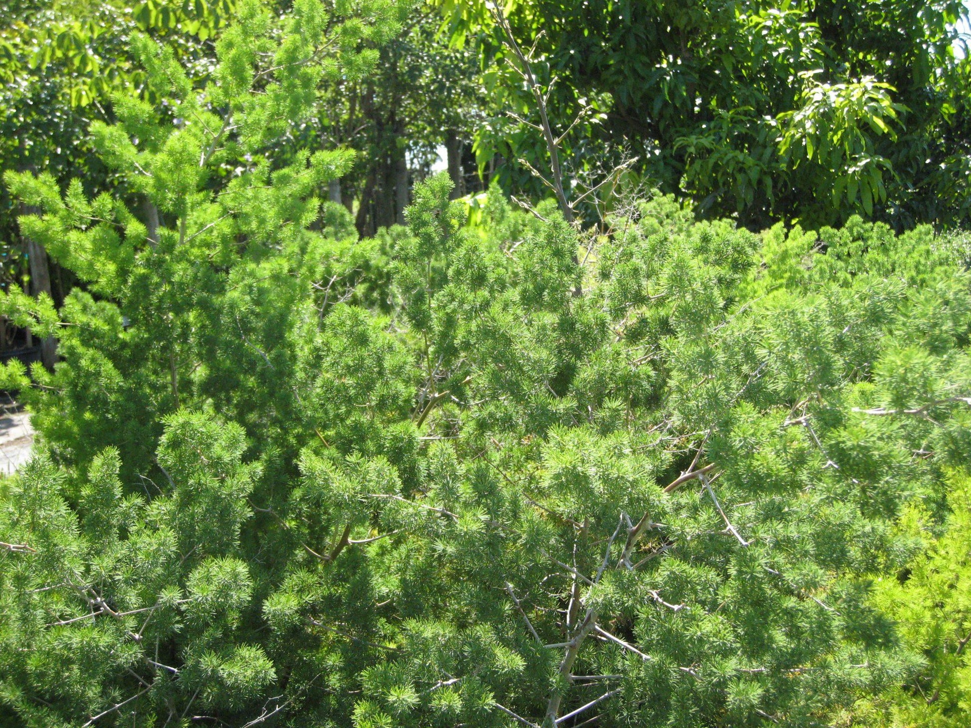 Fern, Asparagus Macowanii (ming Fern) - View 22 from www redcrocus com