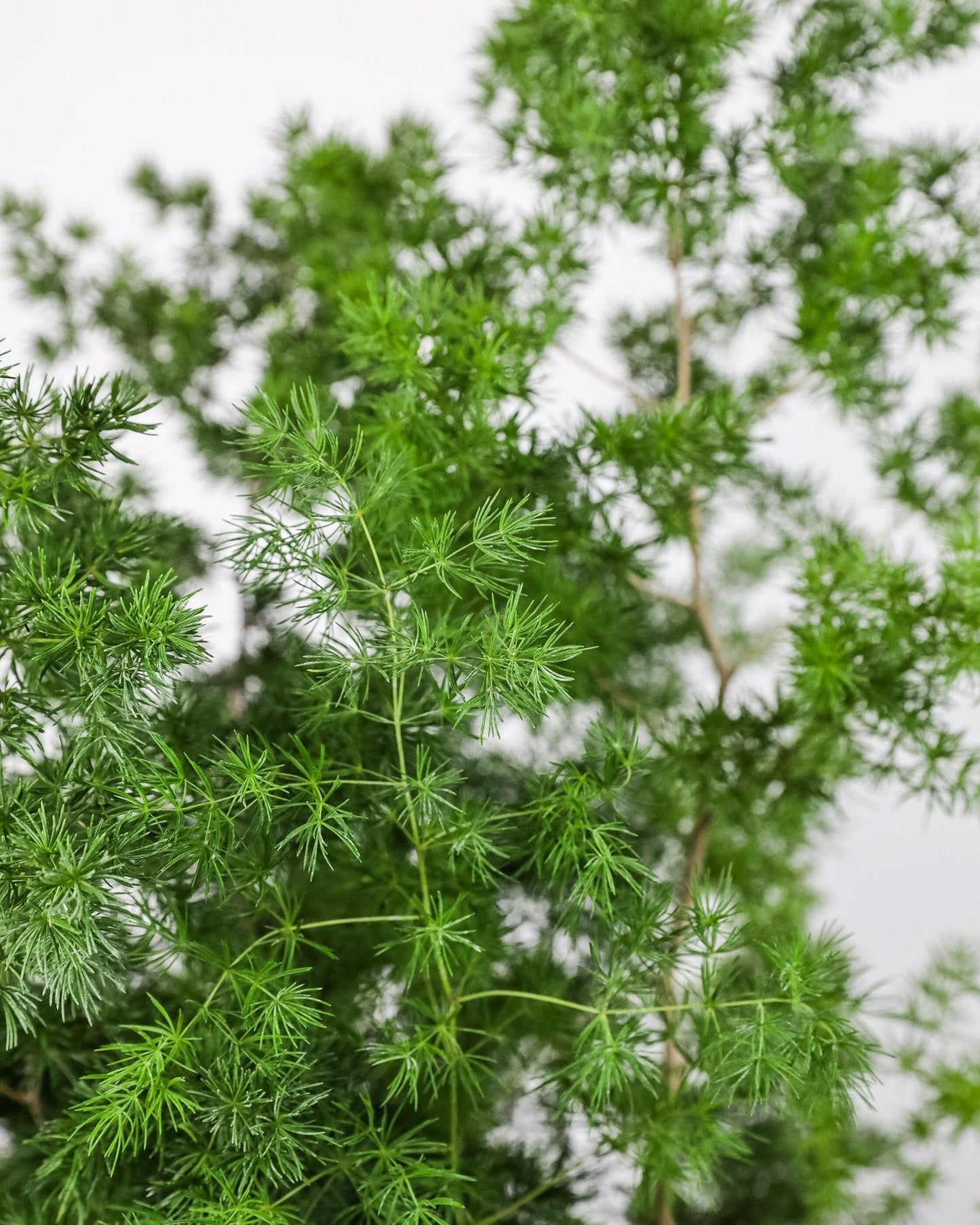 Fern, Asparagus Macowanii (ming Fern) - View 23 from www redcrocus com