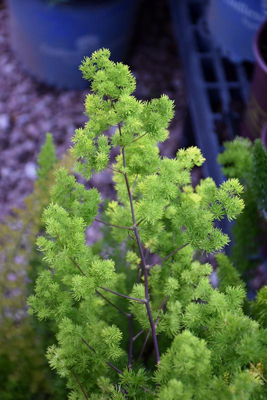 Fern, Asparagus Macowanii (ming Fern) - View 24 from www redcrocus com