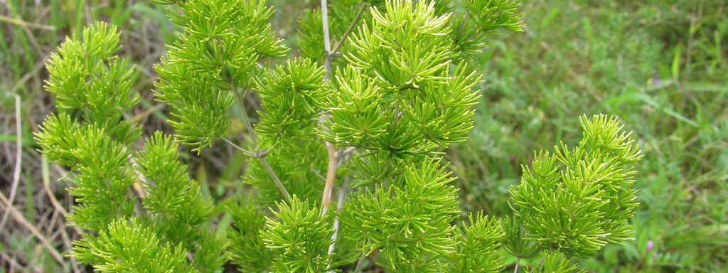Fern, Asparagus Macowanii (ming Fern) - View 25 from www redcrocus com