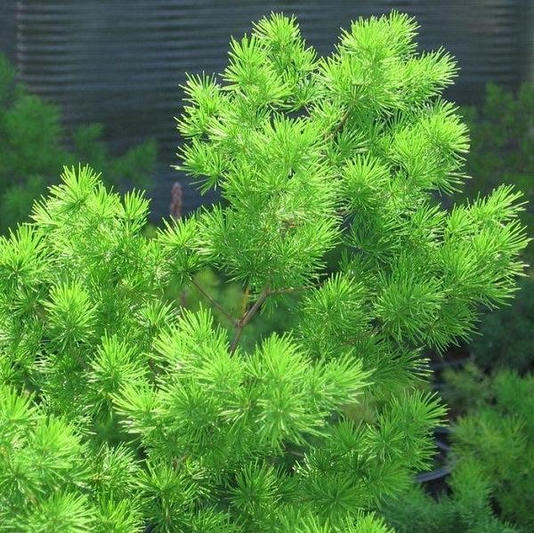 Fern, Asparagus Macowanii (ming Fern) - View 26 from www redcrocus com