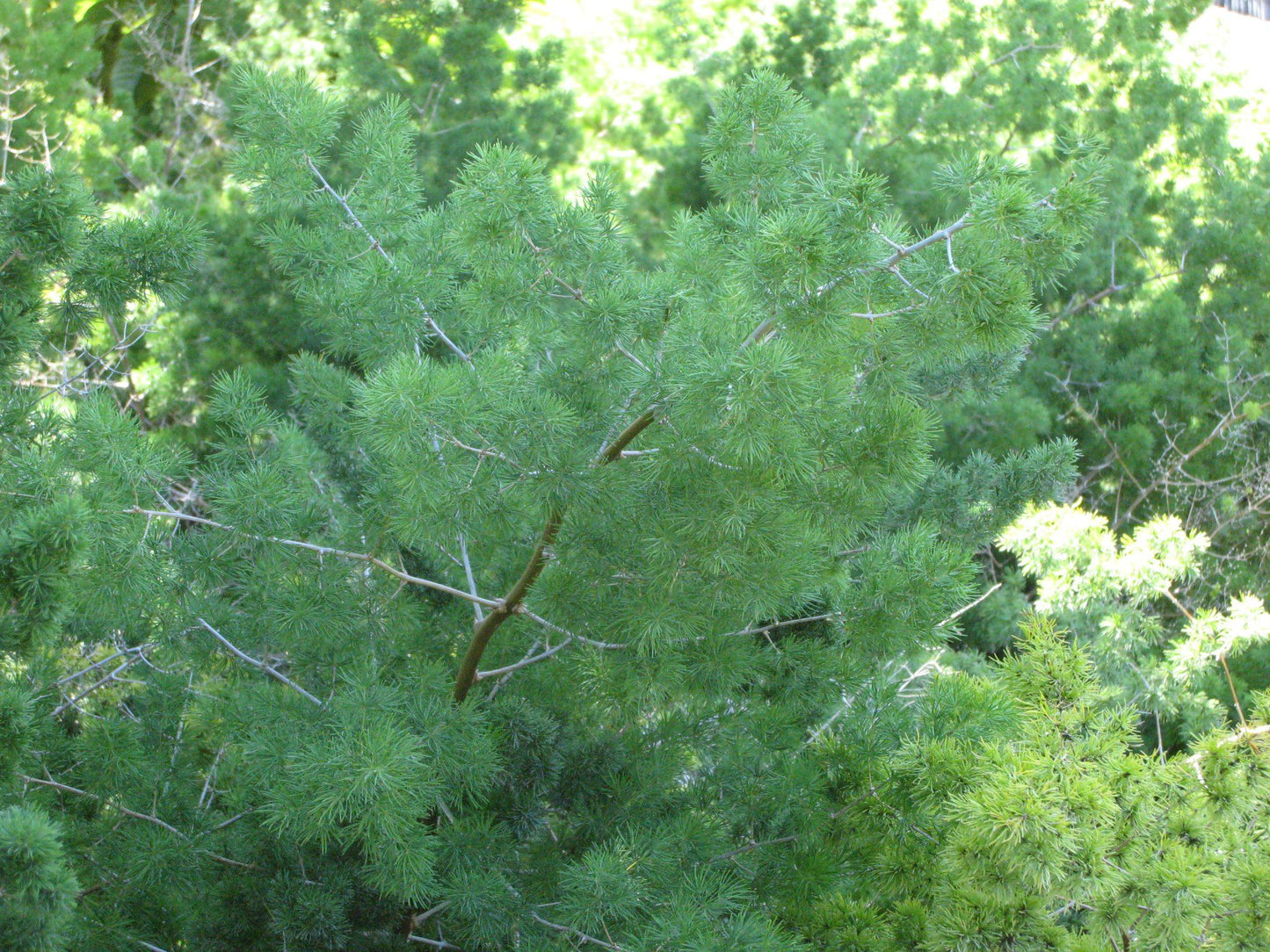 Fern, Asparagus Macowanii (ming Fern) - View 2 from www redcrocus com