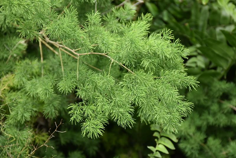 Fern, Asparagus Macowanii (ming Fern) - View 30 from www redcrocus com