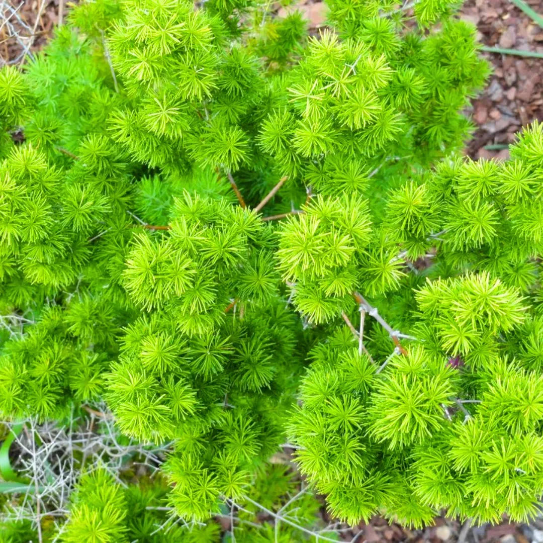 Fern, Asparagus Macowanii (ming Fern) - View 3 from www redcrocus com