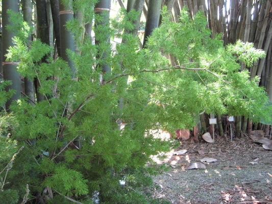 Fern, Asparagus Macowanii (ming Fern) - View 4 from www redcrocus com