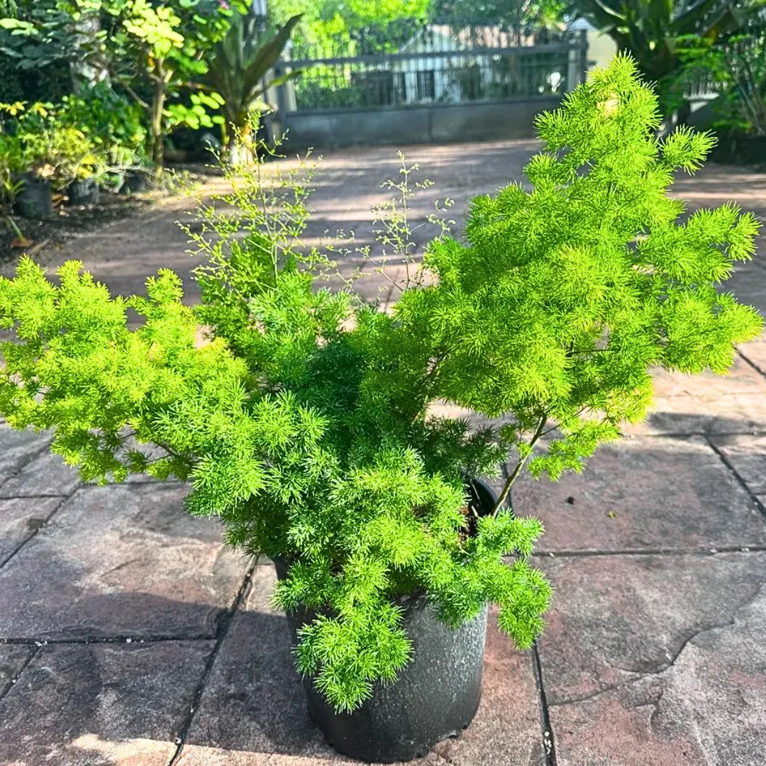 Fern, Asparagus Macowanii (ming Fern) - View 6 from www redcrocus com