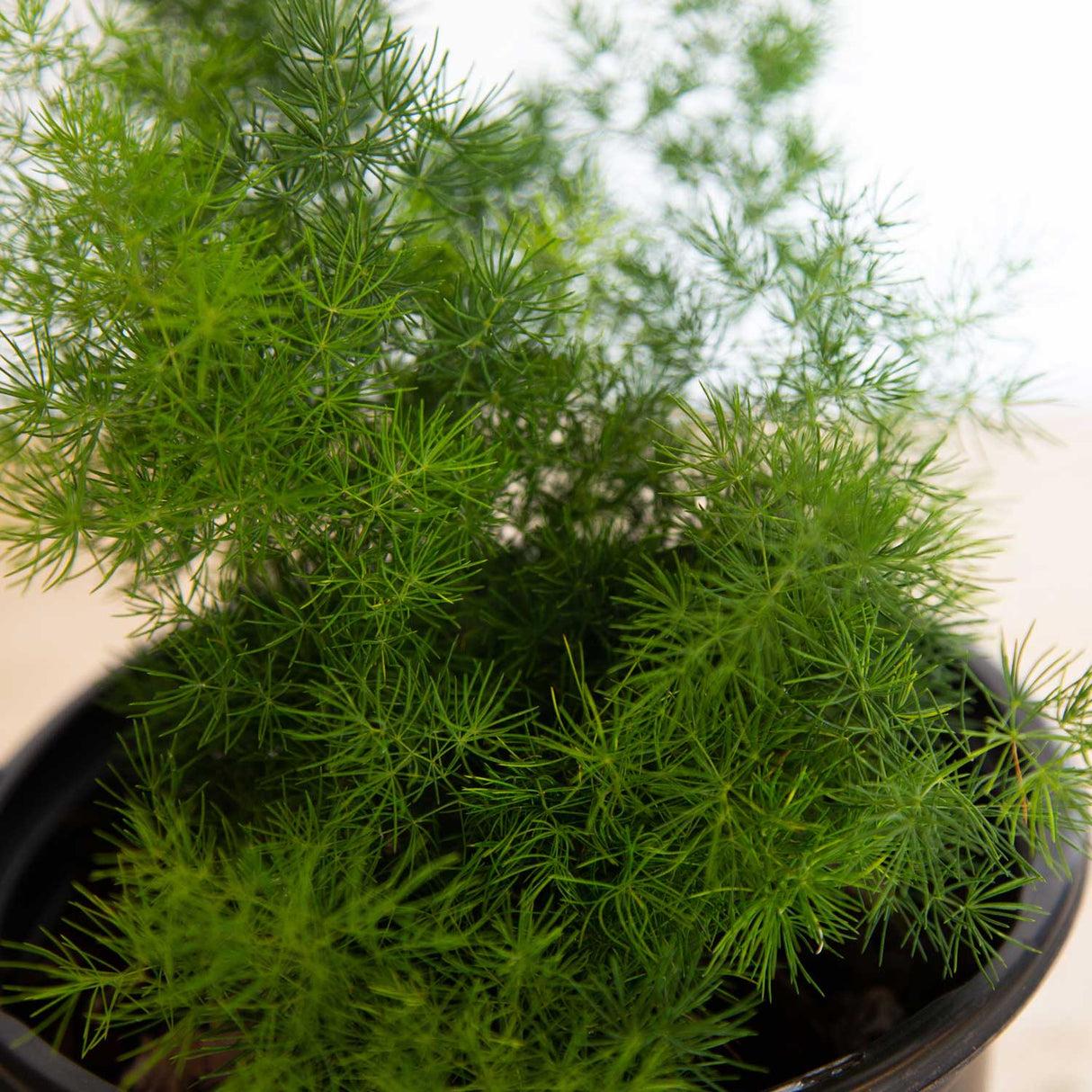 Fern, Asparagus Macowanii (ming Fern) - View 7 from www redcrocus com