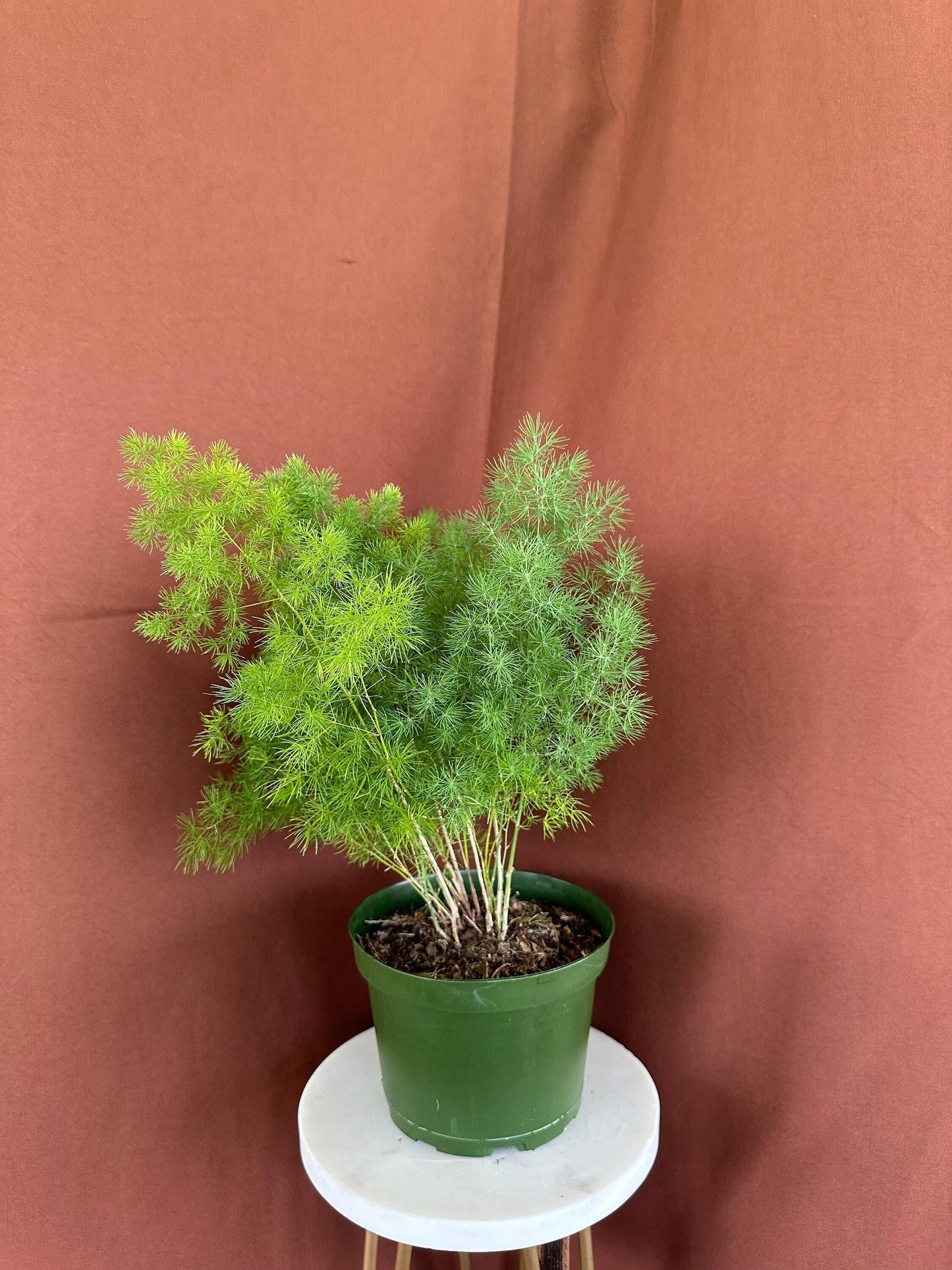 Fern, Asparagus Macowanii (ming Fern) - View 9 from www redcrocus com