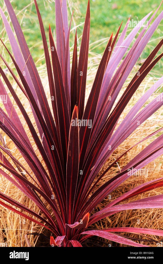 Cordyline Australis Red Star - View 10 from www redcrocus com
