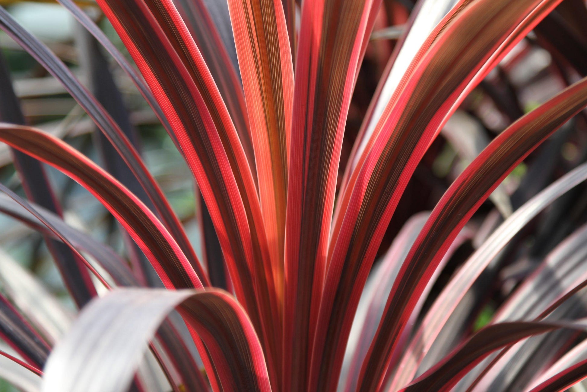 Cordyline Australis Red Star - View 12 from www redcrocus com