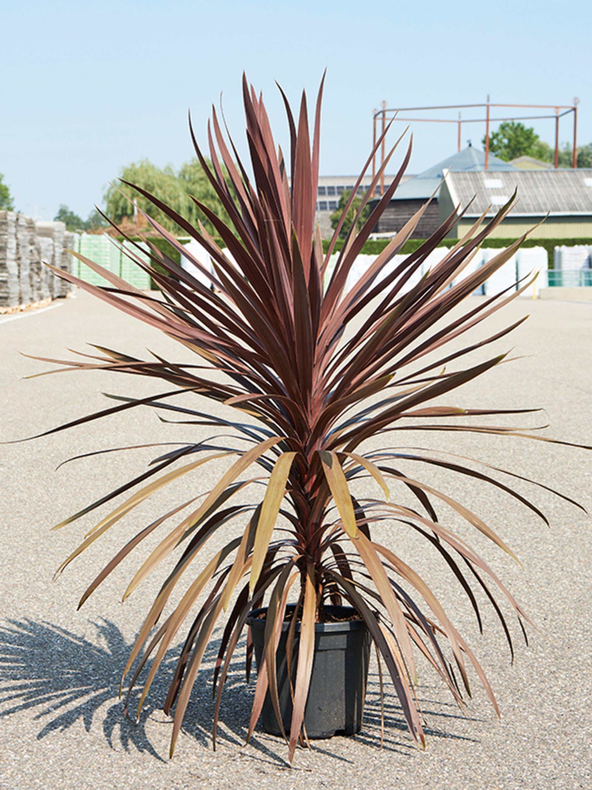Cordyline Australis Red Star - View 3 from www redcrocus com