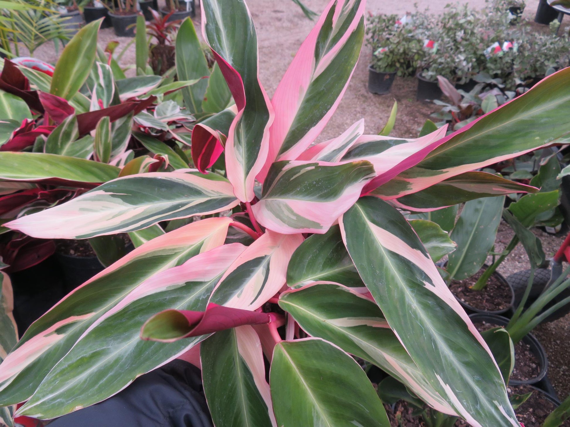 Stromanthe Sanguinea Triostar - View 18 from www redcrocus com
