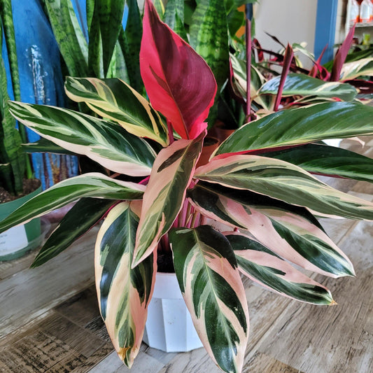 Stromanthe Sanguinea Triostar - View 1 from www redcrocus com