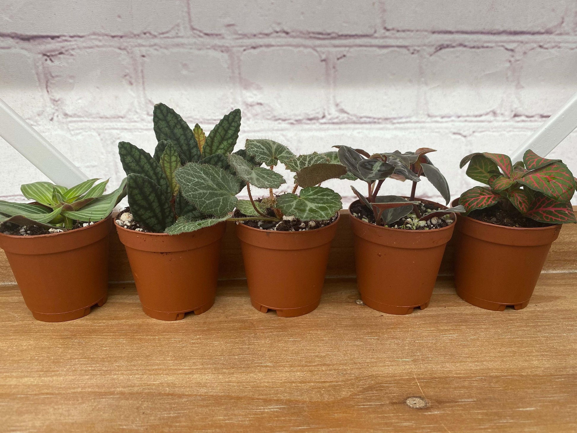 Terrarium Foliage Assorted - View 15 from www redcrocus com