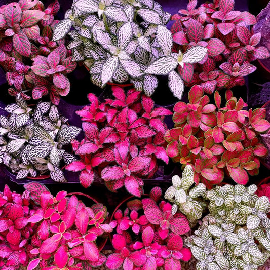 Terrarium Foliage Assorted - View 1 from www redcrocus com