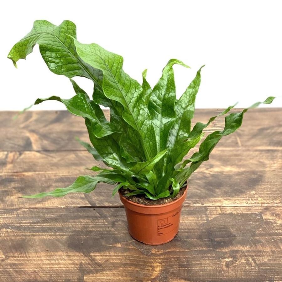 Fern Microsorum Musifolium Crocodyllus - View 13 from www redcrocus com