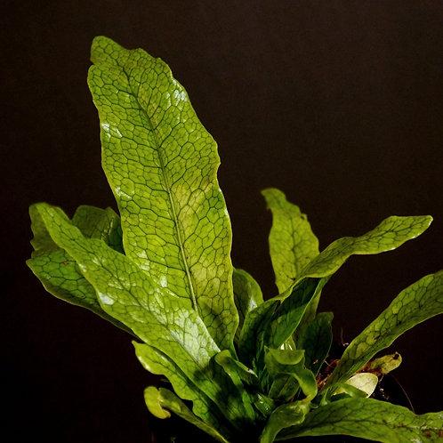 Fern Microsorum Musifolium Crocodyllus - View 14 from www redcrocus com