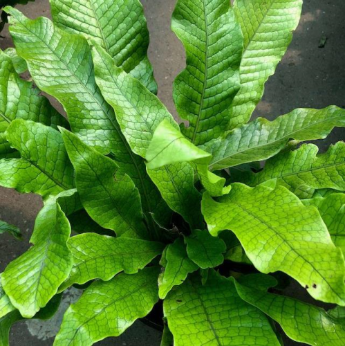 Fern Microsorum Musifolium Crocodyllus - View 16 from www redcrocus com
