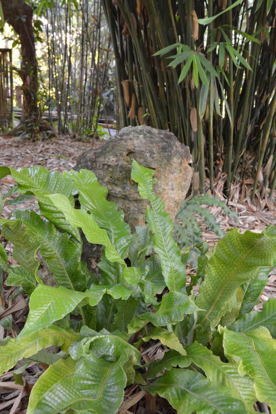 Fern Microsorum Musifolium Crocodyllus - View 17 from www redcrocus com