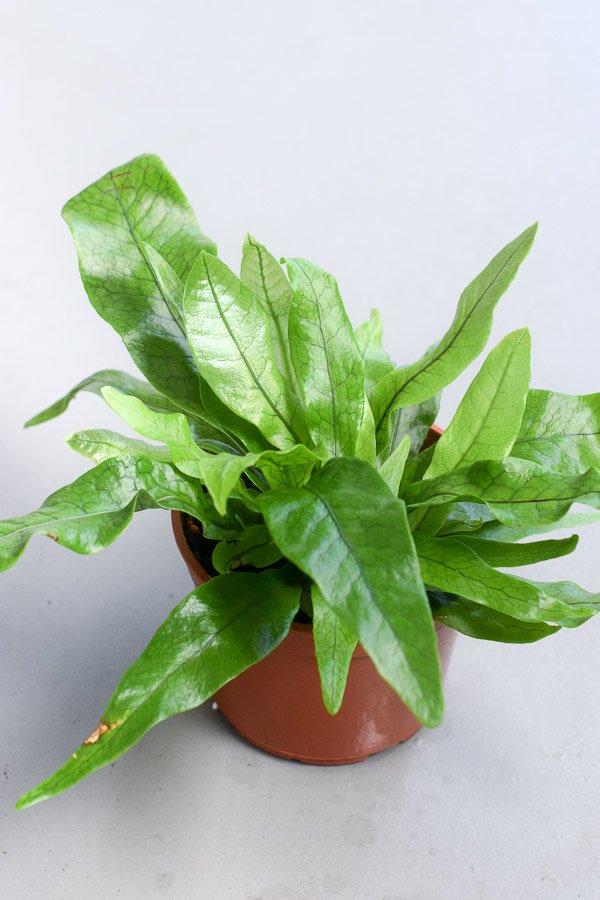 Fern Microsorum Musifolium Crocodyllus - View 18 from www redcrocus com