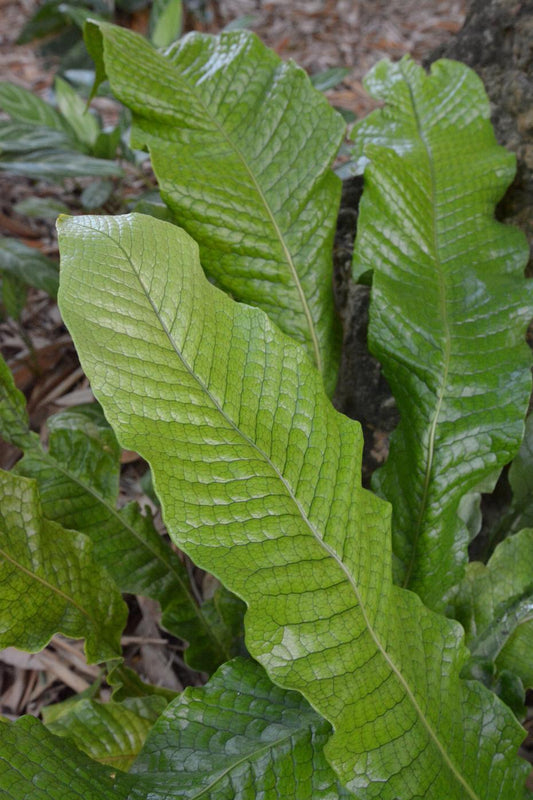 Fern Microsorum Musifolium Crocodyllus - View 1 from www redcrocus com