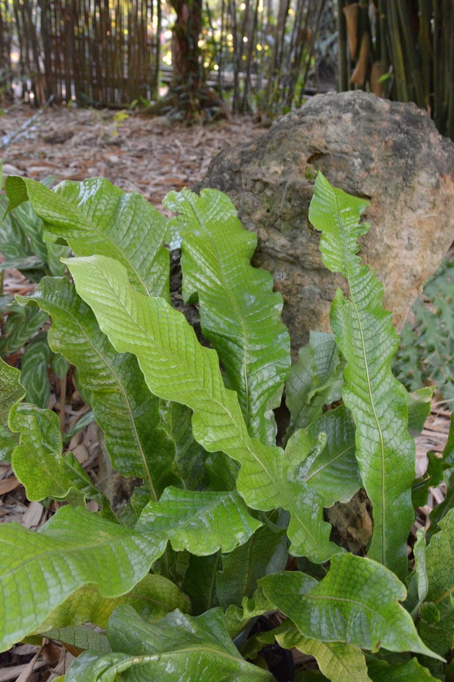 Fern Microsorum Musifolium Crocodyllus - View 2 from www redcrocus com