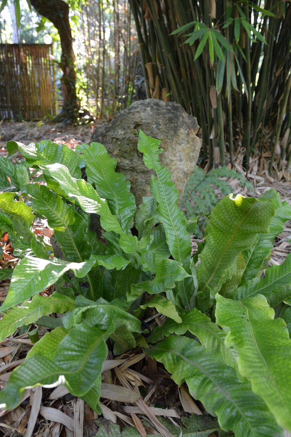 Fern Microsorum Musifolium Crocodyllus - View 3 from www redcrocus com