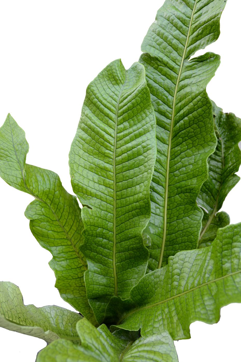 Fern Microsorum Musifolium Crocodyllus - View 5 from www redcrocus com