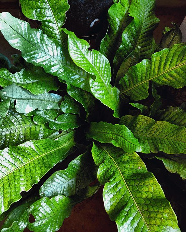 Fern Microsorum Musifolium Crocodyllus - View 9 from www redcrocus com