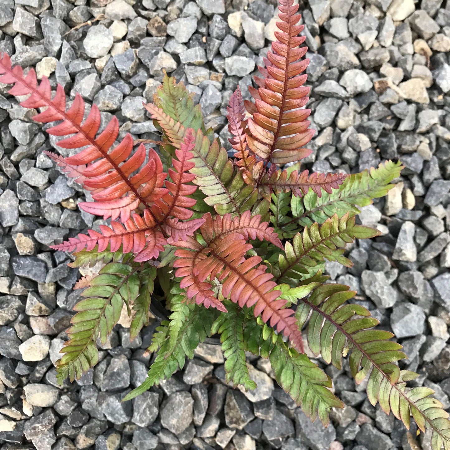 Fern Pteris Assorted - View 10 from www redcrocus com