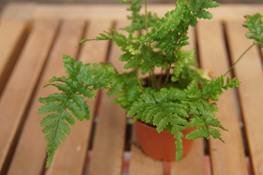 Fern Pteris Assorted - View 11 from www redcrocus com