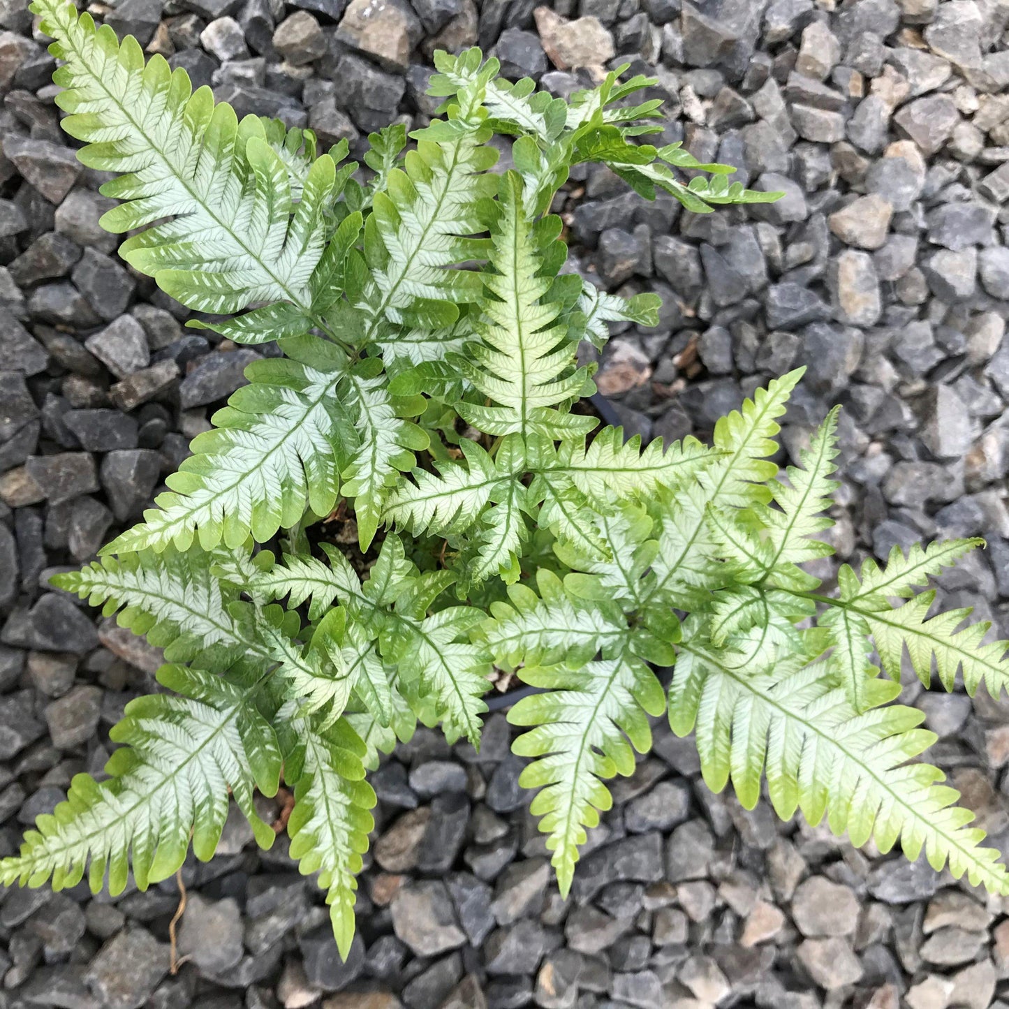 Fern Pteris Assorted - View 12 from www redcrocus com