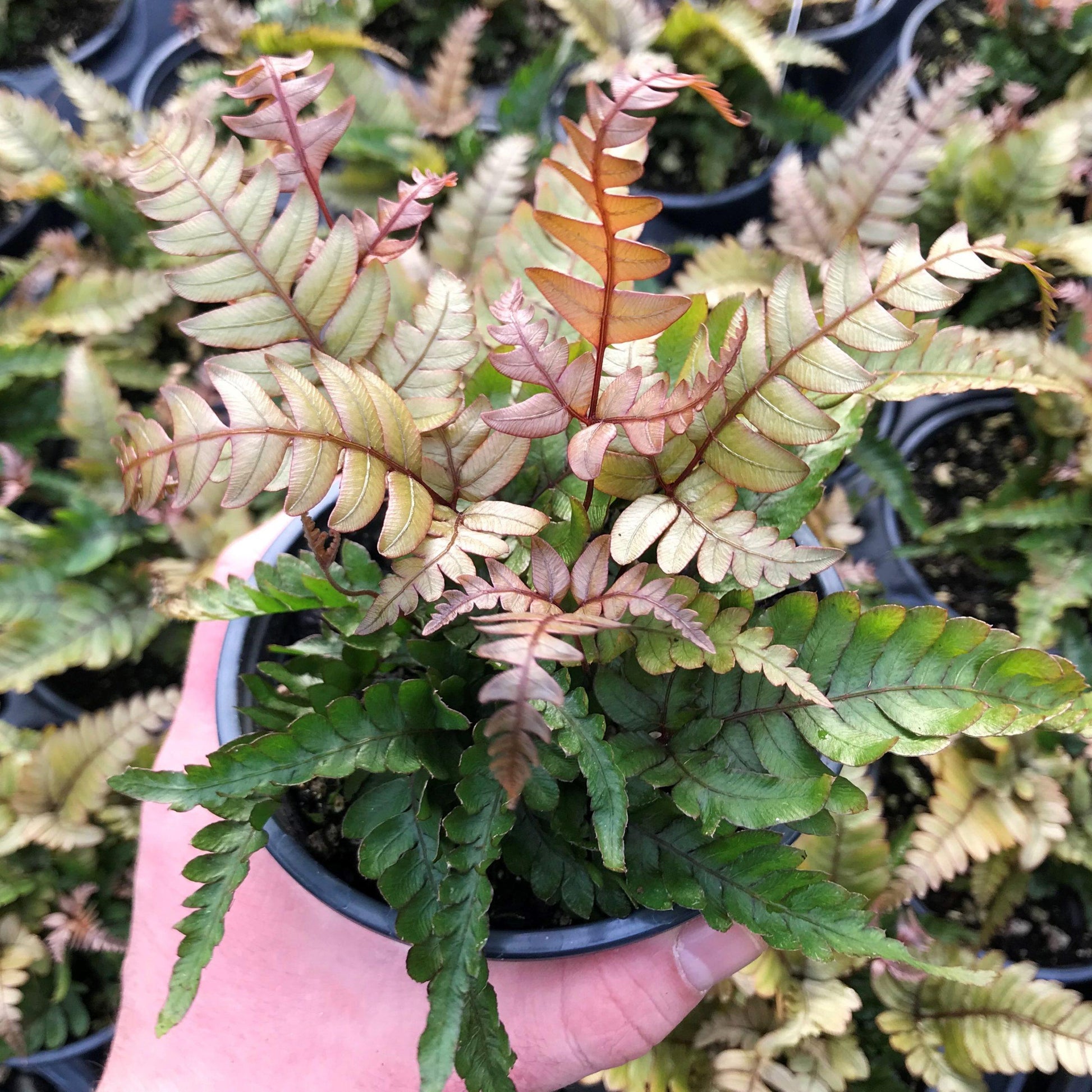 Fern Pteris Assorted - View 14 from www redcrocus com