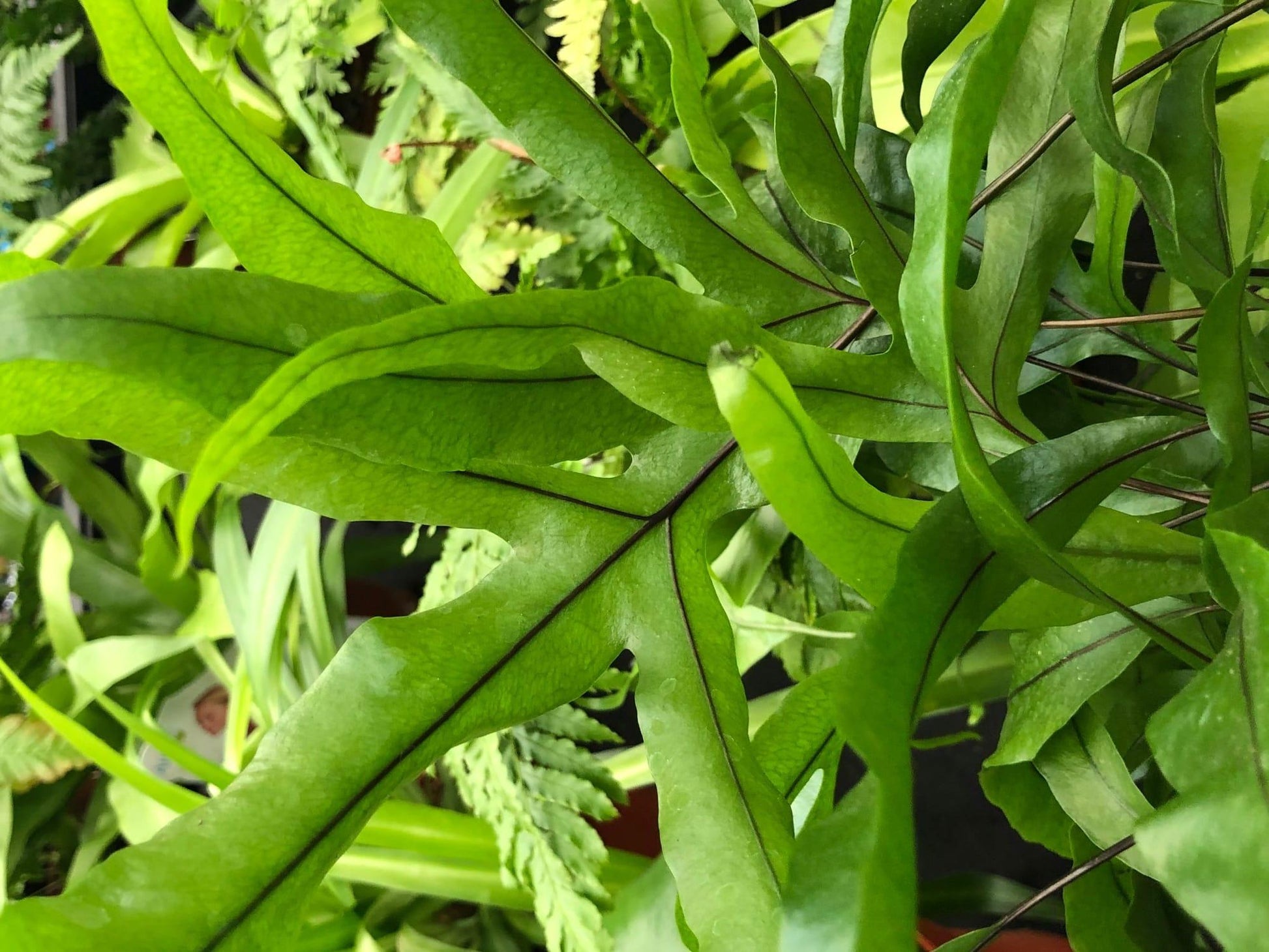 Fern Pteris Assorted - View 15 from www redcrocus com