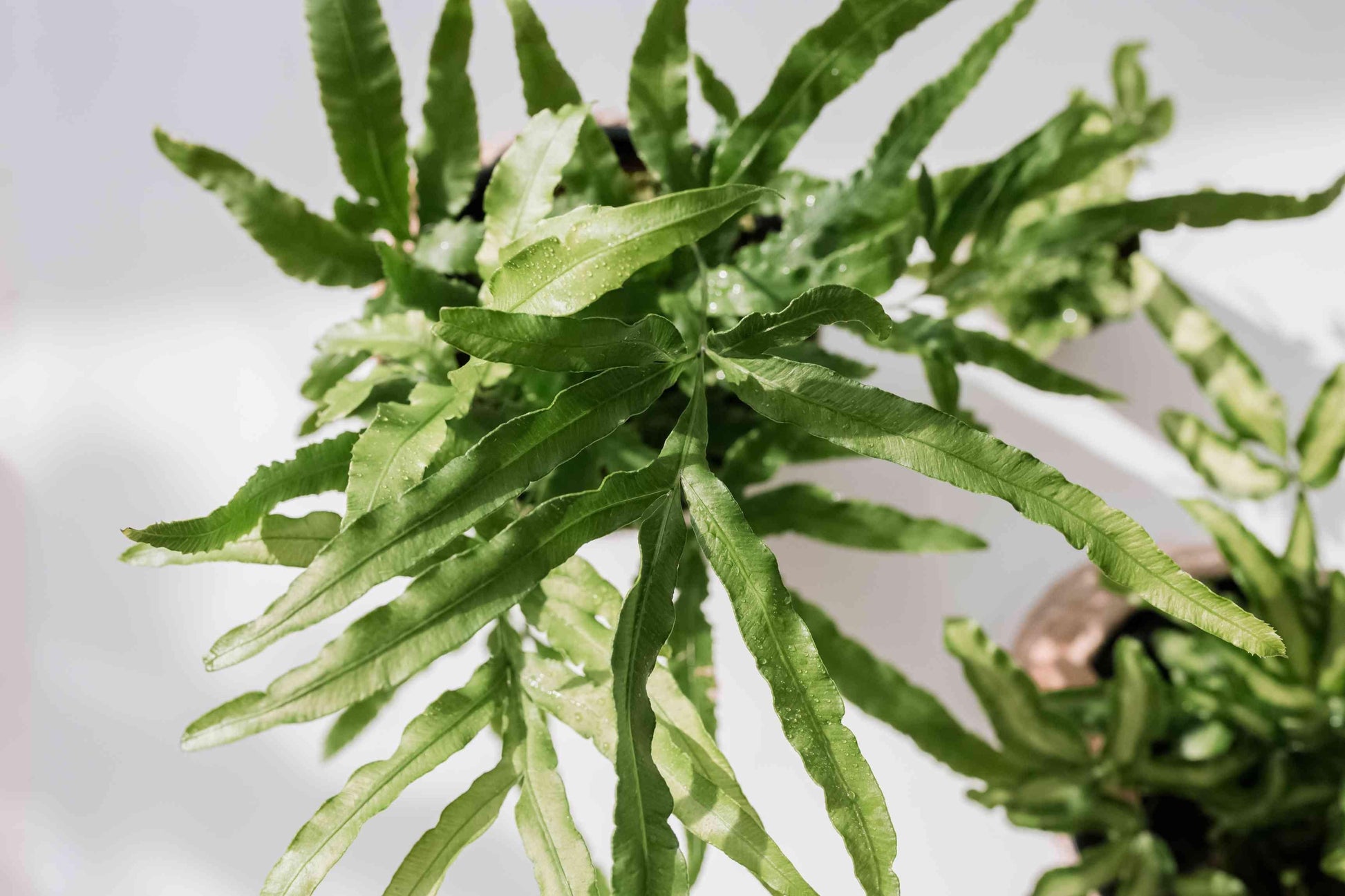 Fern Pteris Assorted - View 16 from www redcrocus com
