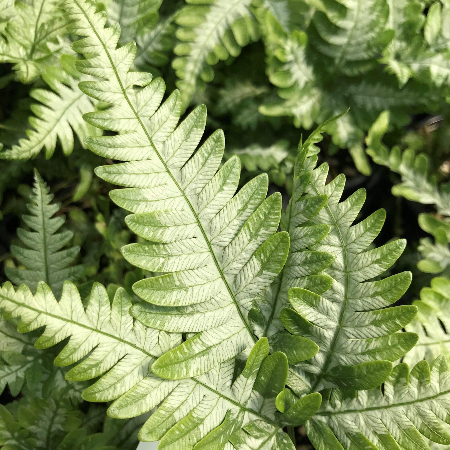 Fern Pteris Assorted - View 17 from www redcrocus com
