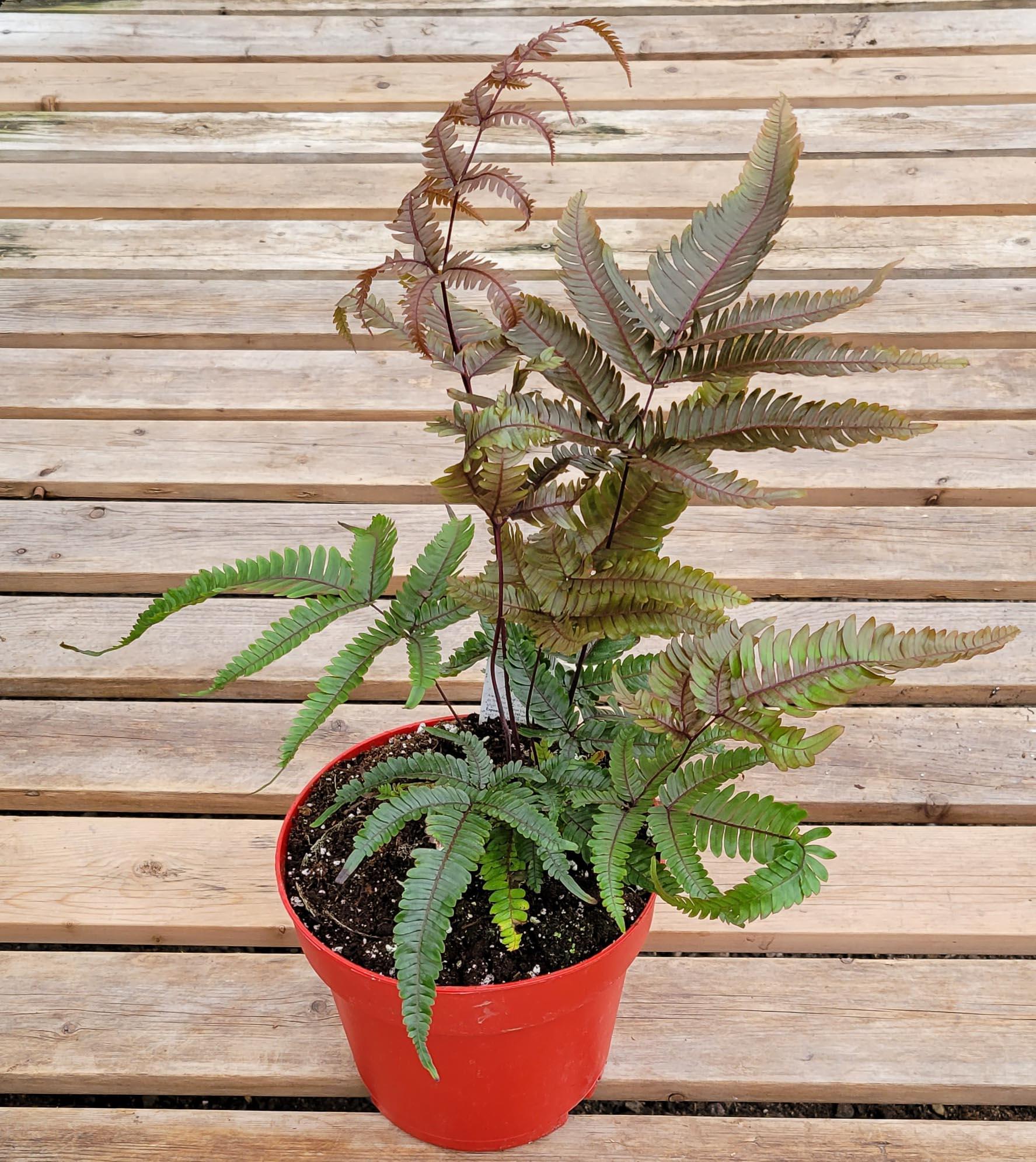Fern Pteris Assorted - View 18 from www redcrocus com