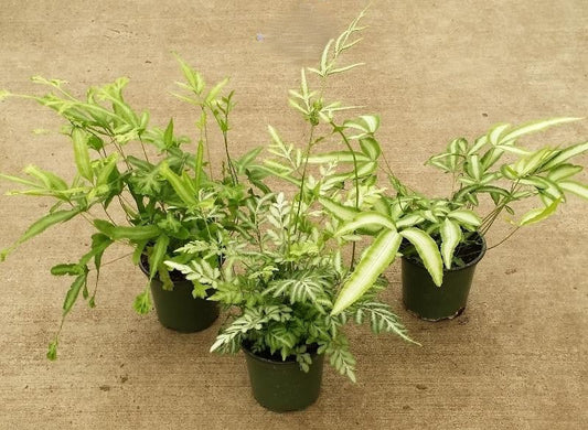Fern Pteris Assorted - View 1 from www redcrocus com
