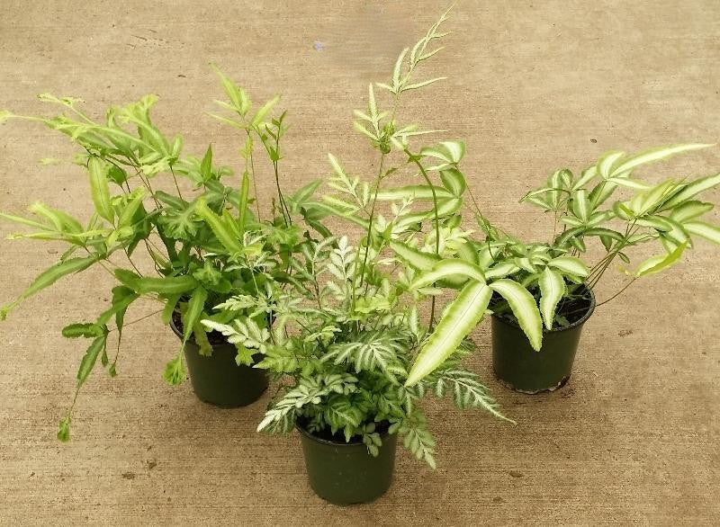 Fern Pteris Assorted - View 1 from www redcrocus com