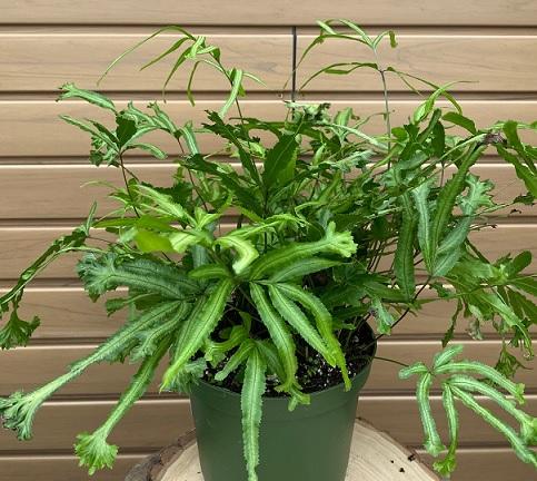 Fern Pteris Assorted - View 3 from www redcrocus com