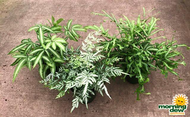 Fern Pteris Assorted - View 4 from www redcrocus com