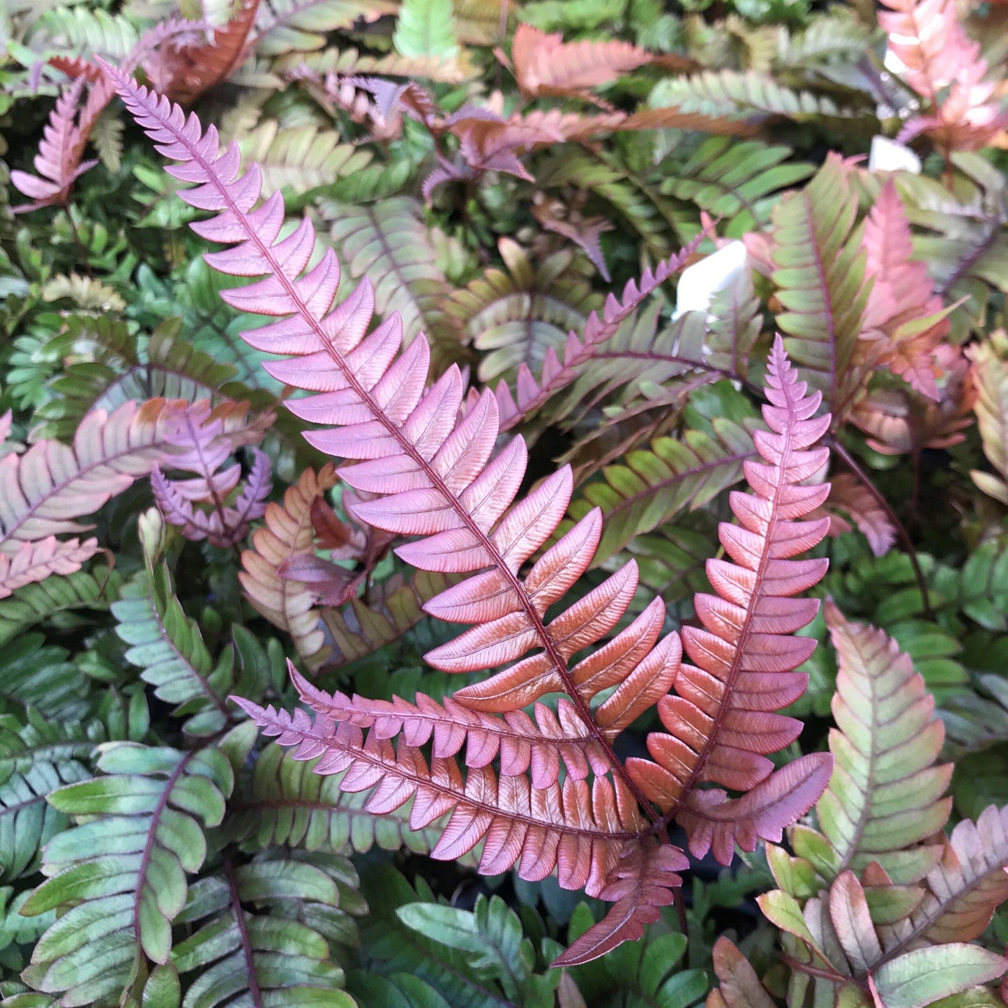 Fern Pteris Assorted - View 5 from www redcrocus com