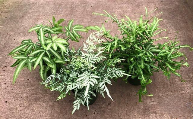 Fern Pteris Assorted - View 6 from www redcrocus com