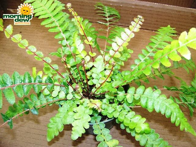 Fern Pteris Assorted - View 8 from www redcrocus com