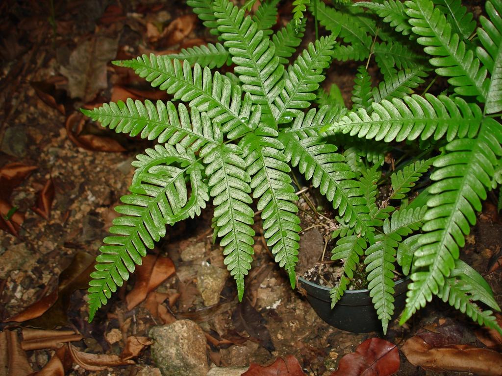 Fern Pteris Assorted - View 9 from www redcrocus com