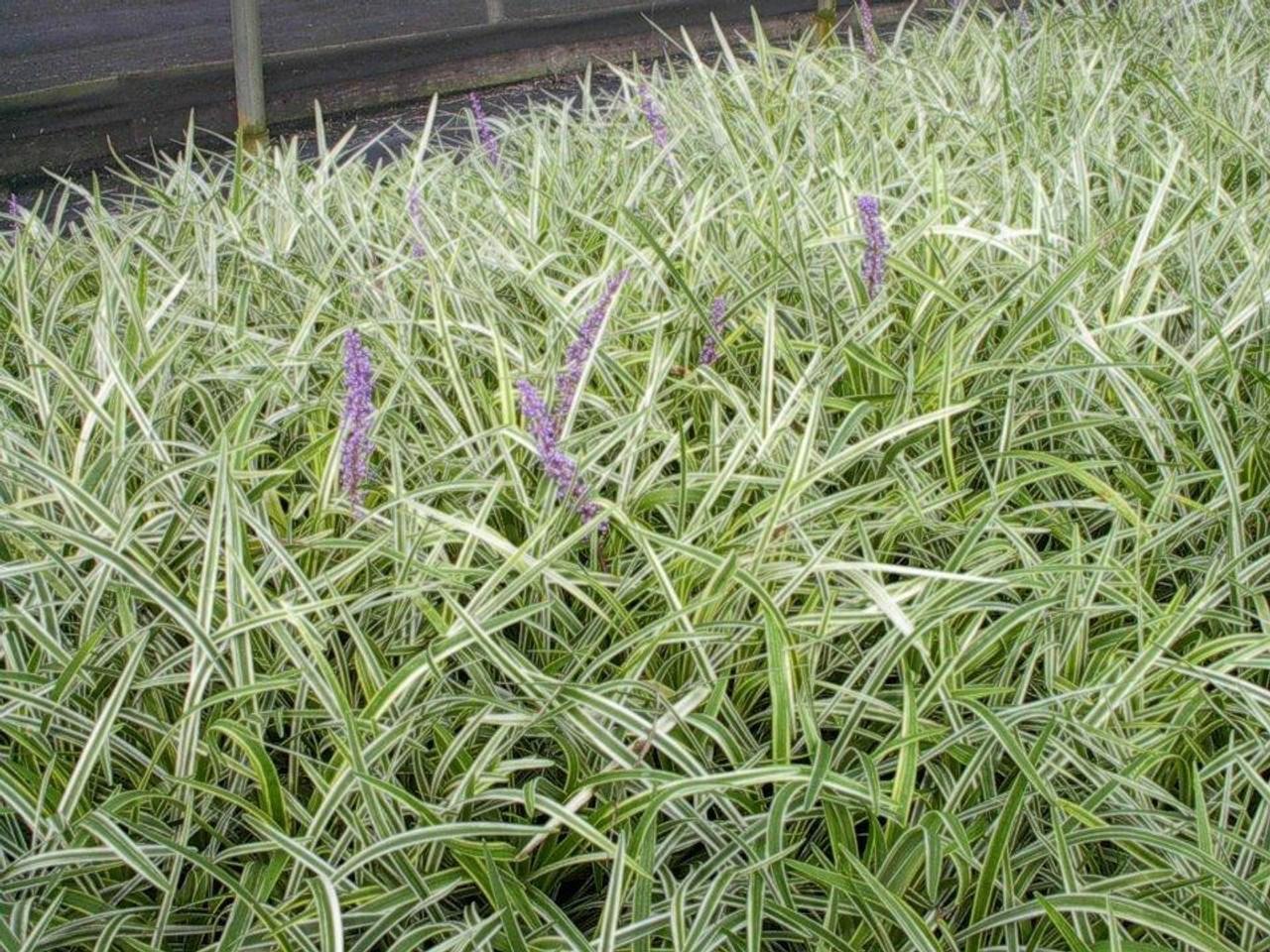 Liriope Fl 1g - View 11 from www redcrocus com