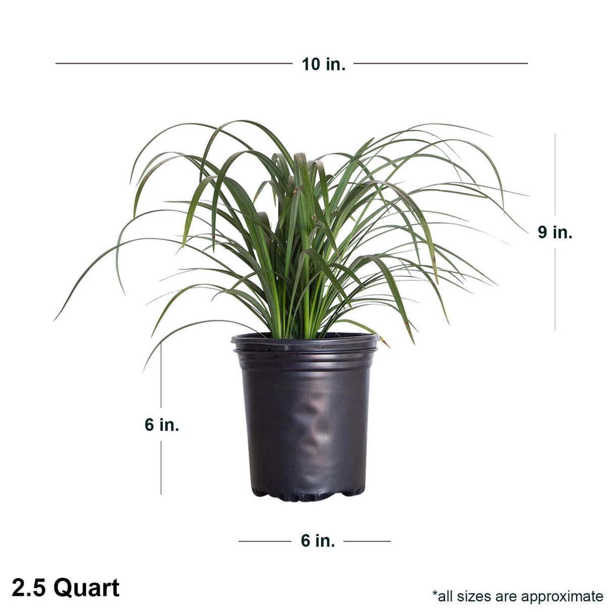 Liriope Fl 1g - View 12 from www redcrocus com